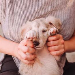 Silken Windhound Puppies from Intriga Hounds