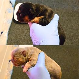 French Bulldog puppies from MarvelousFrenchies