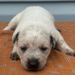 Rosita - Red mottled female Australian Cattle Dog puppy in Seneca, Missouri from MO Morningstar Heelers