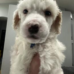 Nessa Rose - Parti female Poodle puppy in Chino Valley, Arizona from Whiskey Row Royals
