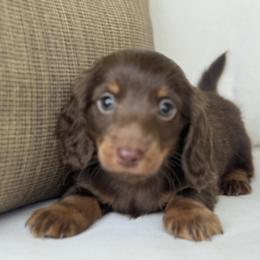 Stout - Chocolate and tan male Dachshund puppy in Bentonville, Arkansas from Boujee Buns Dachshunds
