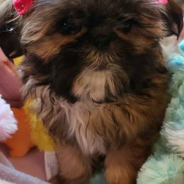 Shih Tzus from Serendipity Shih tzu