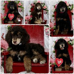 Poodle Puppies from Outlaw Canines