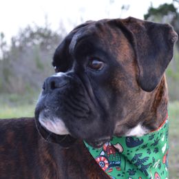 Boxers from TBD