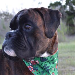 Boxers from TBD