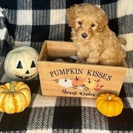 Cavapoo Puppies from Molly & Friends