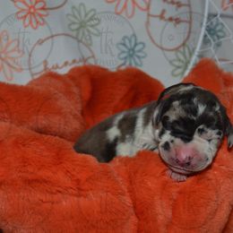 Ebony - Great Dane puppy from Timpanogos Kennels