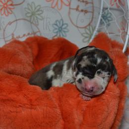 Ebony - Great Dane puppy from Timpanogos Kennels