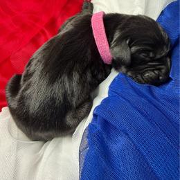 Betsy - Black female German Shorthaired Pointer puppy in Edenton, North Carolina from Bockelman GSP’s