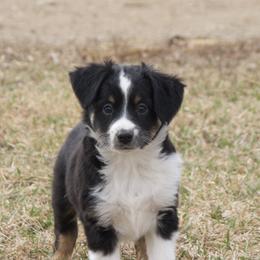 Darling - Black tri female Miniature Australian Shepherd puppy in Fairview, South Dakota from Dakota Toy Aussies