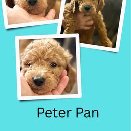 Peter Pan - Red  male Goldendoodle puppy in Bluefield, Virginia from Love on a Leash