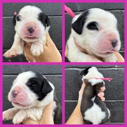 Dark pink - Mahogany and white female Saint Bernard puppy in Ladysmith, Wisconsin from Northwoods Saint Bernards