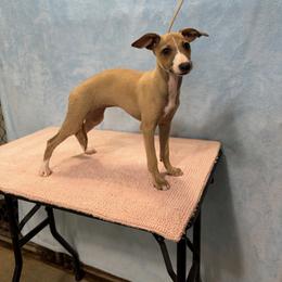Caramel Cookie - Red fawn female Italian Greyhound puppy in Vienna, Georgia from Marchwind Farm