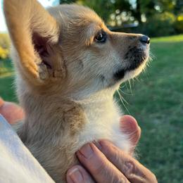 Pretty Precious Please - Red female Pembroke Welsh Corgi puppy in Blaine, Tennessee from Rose Brier Pembroke Welsh Corgis