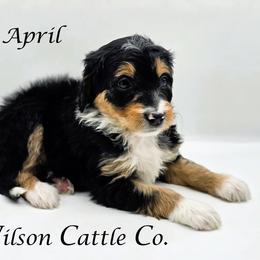 April - Black tri-color female Aussiedoodle puppy in Lancaster, Minnesota from Wilson Cattle Co.