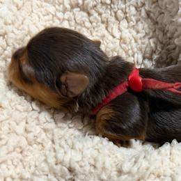 Red - Chucky - Chocolate and tan male Yorkshire Terrier puppy in Jacksonville, Florida from TLJ Choco Yorkie Love