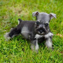 Lil Peppy - Salt and pepper male Miniature Schnauzer puppy in Snowflake / Phoenix, Arizona from Snowflake Schnauzers