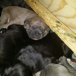 Cane Corso Puppies from Forza Cane Corso