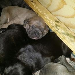 Cane Corso Puppies from Forza Cane Corso