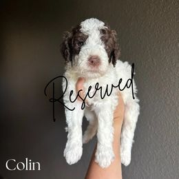 Colin - Parti male Goldendoodle puppy in Aubrey, Texas from The Parrish Doods