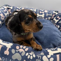 Dachshund Puppies from K9 Royal Club