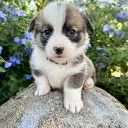 Boy 2 - Pembroke Welsh Corgi puppy in Springville, California from Campbell Creek Corgis