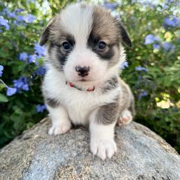 Boy 2 - Pembroke Welsh Corgi puppy in Springville, California from Campbell Creek Corgis