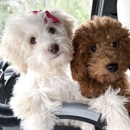 Debbie - Cream female Goldendoodle puppy in Petoskey, Michigan from Petoskey Goldendoodles