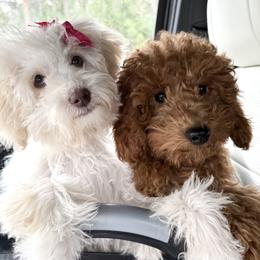 Debbie - Cream female Goldendoodle puppy in Petoskey, Michigan from Petoskey Goldendoodles