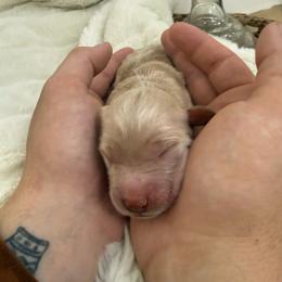 Pixie - Apricot female Goldendoodle puppy in Lexington, North Carolina from Southern Grace Acres
