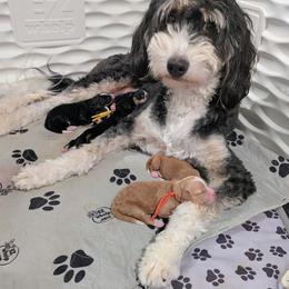 Purple girl - Tri-color female Bernedoodle puppy in Weatherford, Texas from Donnasdoodlebugs
