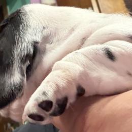 Dachshund Puppies from Witchy Woman’s Wiener’s