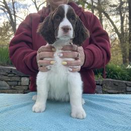 Girl 2 - Liver and white female English Springer Spaniel puppy in Thompson, Connecticut from Chivalry English Springer Spaniels