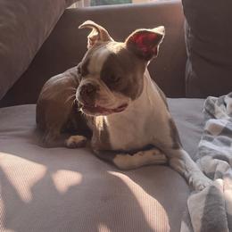 Bailey - Lilac female Boston Terrier puppy in Wildwood, Missouri from Belleville Bostons
