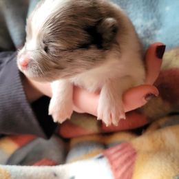 Pomeranian Puppies from Paradise Point Pomeranians