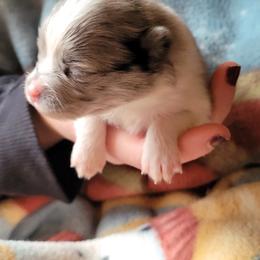 Pomeranian Puppies from Paradise Point Pomeranians