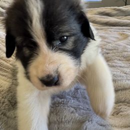 Yellow - White and black female Pyrenean Mastiff puppy in Sonora, California from Mastini Sierra Pyrenean Mastiffs