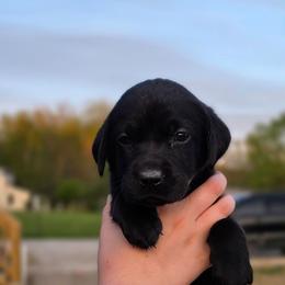 Piper - Black female Labrador Retriever puppy in Caledonia, Ohio from 7Cs Labs