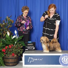 Lhasa Apso, Maltese, and Poodle All Grown Up from Toy Poodle and Maltese Perfection