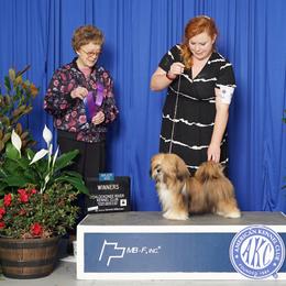 Lhasa Apso, Maltese, and Poodle All Grown Up from Toy Poodle and Maltese Perfection