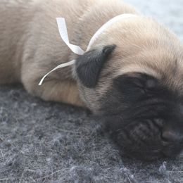 Mastiff Puppies from Fire Creek Mastiffs