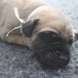 Mastiff Puppies from Fire Creek Mastiffs
