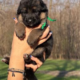 Cristal - Black and red female German Shepherd puppy in Harvard, Illinois from Aus Dem Meer German Shepherds