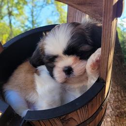 Shih Tzu and West Highland White Terrier Puppies from Westies of Morrison