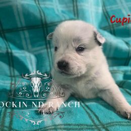 Cupid - Blue male Australian Cattle Dog puppy in Silsbee, Texas from Rockin ND Ranch