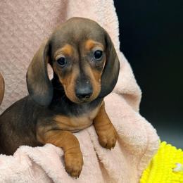Olivia - Red female Dachshund puppy in Gavilan Hills, California from Bacchanal Kennel/Ranch