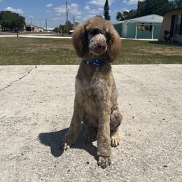 Poodle All Grown Up from Arkansas River Poodles