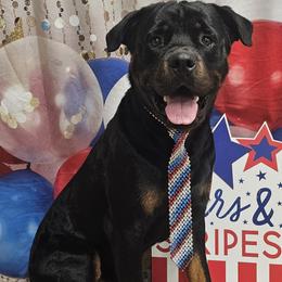 Rottweiler puppies from Stolz Rottweilers von Raiden