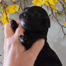 Bolt - Black male Miniature Schnauzer puppy in Hertford, North Carolina from Little Bug Schnauzers