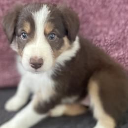 Border Collie Puppies from Collie Wood Hills